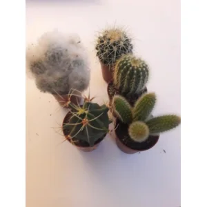 minicactusjes