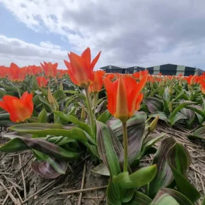 Tulp Park Dreamway
