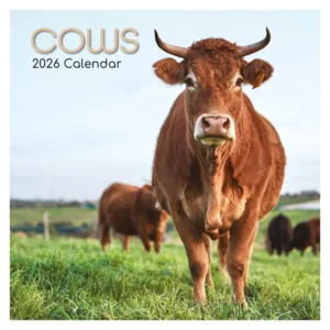Kalender - 2026 - Cows - 30x30cm