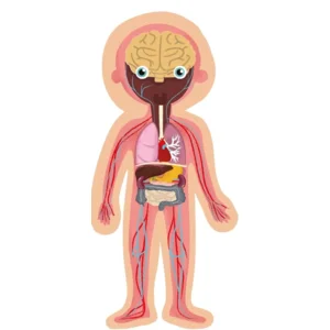 Magneetspel - Menselijk lichaam magneetkaart - 63dlg.