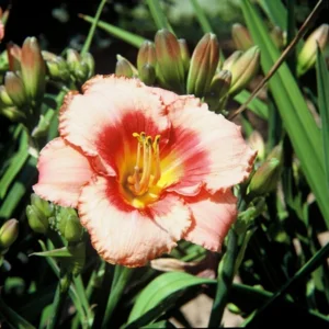 Hemerocallis Strawberry Candy