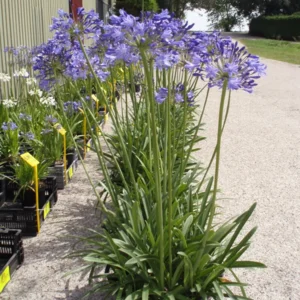 Agapanthus Johanna Bloembollen Shopa
