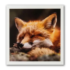 Kaart - Paperclip - Call of the wild - Slapende vos - VB0.0019