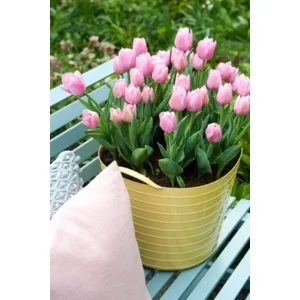Enkele vroege Apricot Beauty
