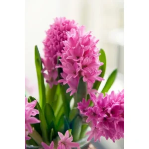 Hyacint Pink Pearl