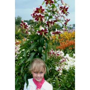 Lilium (lelie) Beverly Dreams