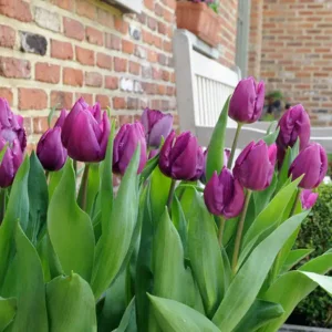Tulp (enkele vroege) Purple Prince
