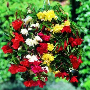Begonia Pendula Gemengd