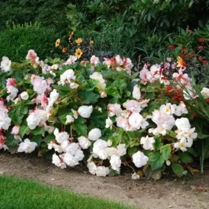 Begonia Superba Wit