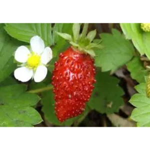 10x aardbeiplanten Fragaria 'Alexandria'