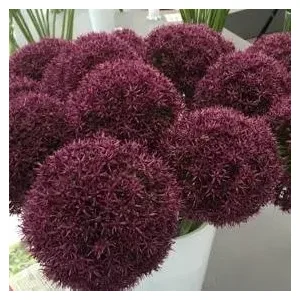 Allium Ostara