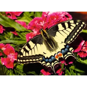 Puzzel - Butterfly - 500st.