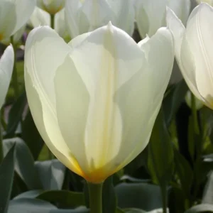 Tulp Fosteriana Purissima