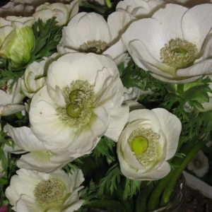 Anemonen De Caen Bride