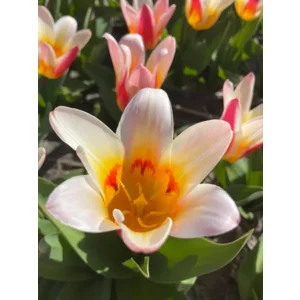 Tulp (Botanisch) Floresta