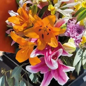 Lilium (lelie) gemengde kleuren