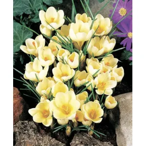 Krokus Cream Beauty