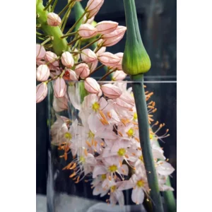 Eremurus Robustus
