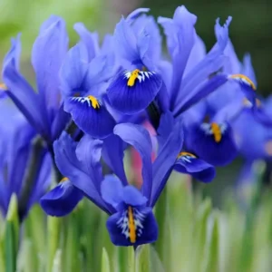 Iris Reticulata