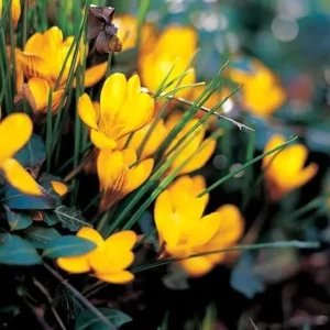Botanische Krokus Fuscotinctus