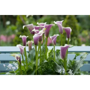 Zantedeschia (Calla) Picasso