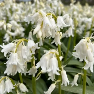 Scilla non-scripta (Hyacinthoides) Alba