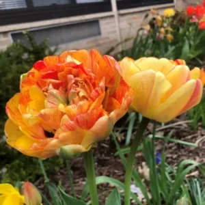 Tulp Dubbele Late Gudoshnik Double