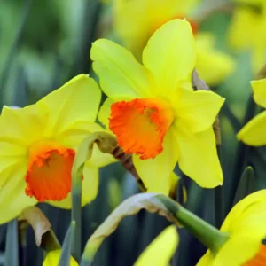 Narcis Red Devon