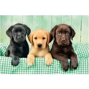 Clementoni High Quality collection puzzel - Drie labrador pups- 1000 stukjes