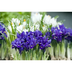 Iris Reticulata