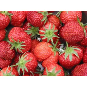 20x aardbeiplanten Fragaria 'Ostara'