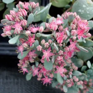 10x Sedum cauticola 'Coca Cola' - Indrukwekkend vetplantje!