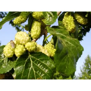 Purasana Witte moerbei - White mulberries 200 gram