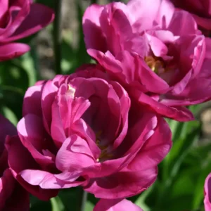Tulp Dubbele Late Backpacker