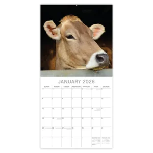 Kalender - 2026 - Cows - 30x30cm