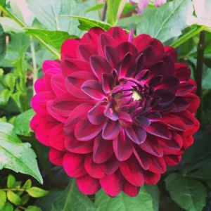 Dahlia Blue Bird