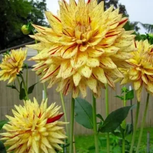 Dahlia Cambridge