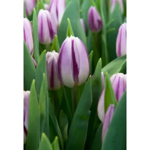 Tulp Triumph  Flaming Flag
