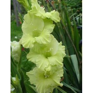 Gladiool Green Star®