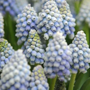 Muscari Ocean Magic®
