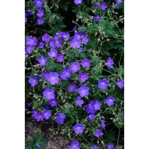 Geranium Johnson’s blue