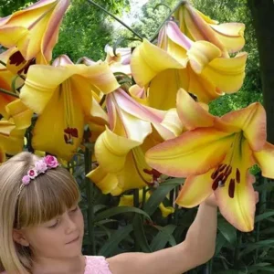 Lilium (lelie) Rising Moon