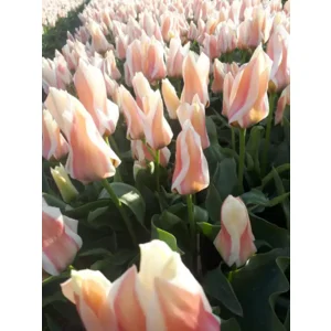 Tulp (Botanisch) Serano