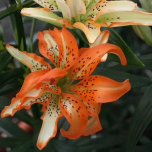 Lilium (lelie) Must See