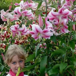 Lilium (lelie) Anastasia