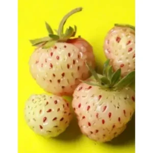 10x aardbeiplanten Fragaria 'Mount Ome