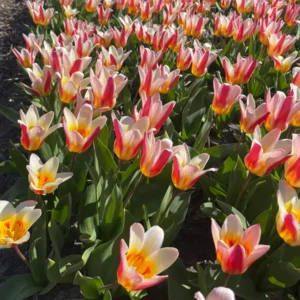 Tulp (Botanisch) Floresta