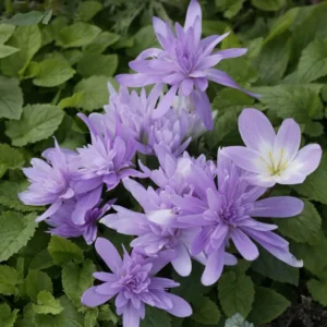 Colchicum (herfststijlloos) Waterlily