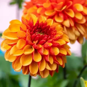 Dahlia American Sunset