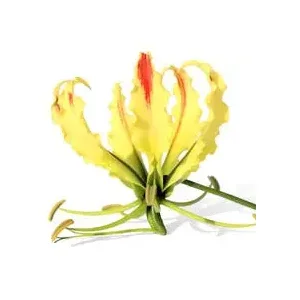 Gloriosa Sparkling Stripe